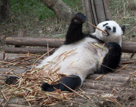 lazy-panda.jpg